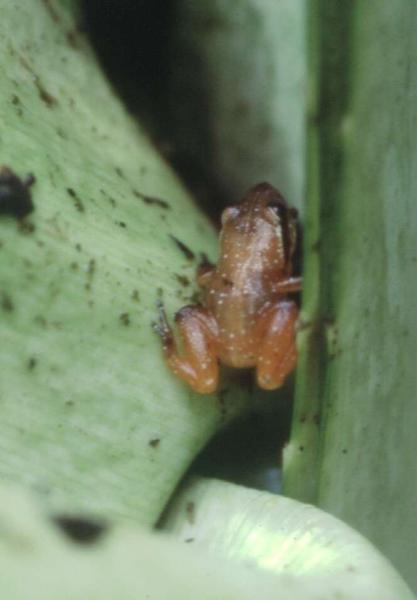Ambatoharanana Whistling Frog