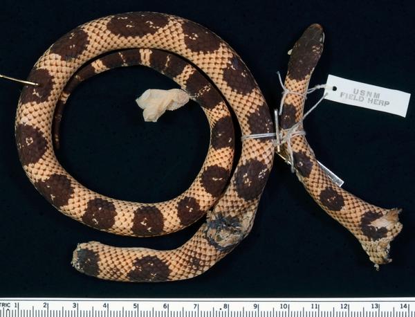 Tobago false coral snake