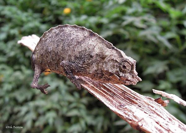 Boulenger’s pygmy chameleon