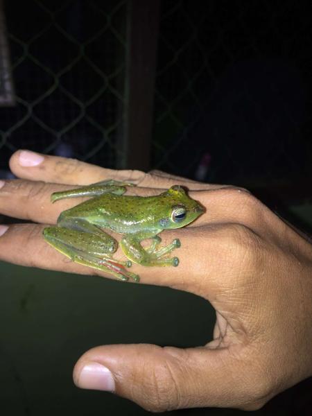 Bengkulu Flying Frog