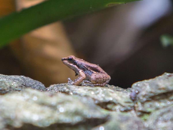 Hermina's Poison Frog