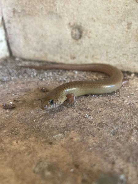 Black-tailed Bar-lipped Skink
