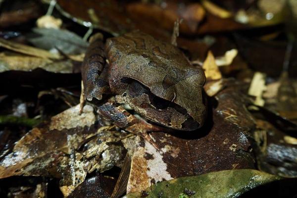 Cogger's Frog