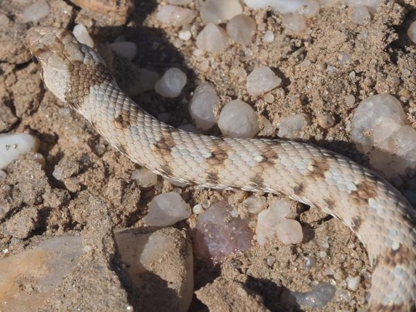 Dwarf Beaked Snake