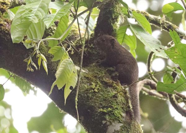 Western Dwarf Squirrel