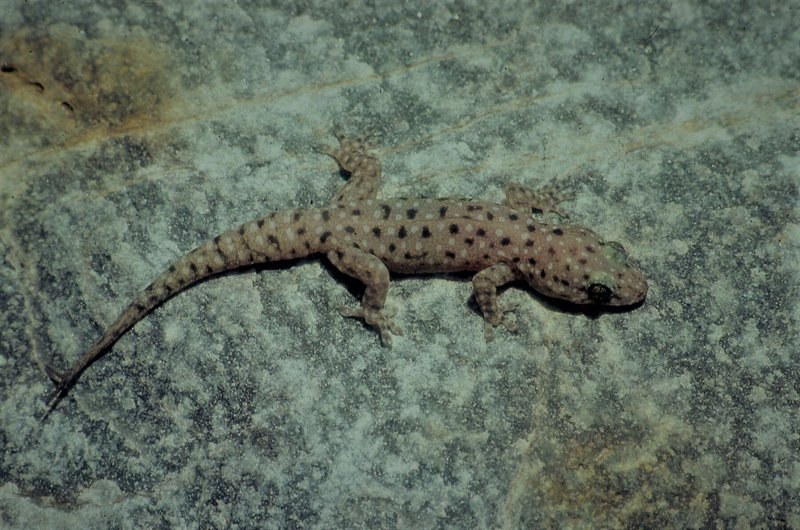 Litchfield Spotted Gecko