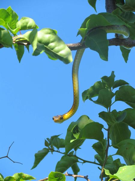big-eyed tree snake