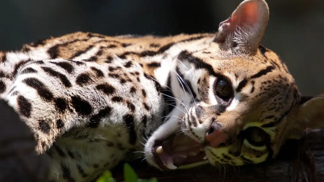Zoo Confidential