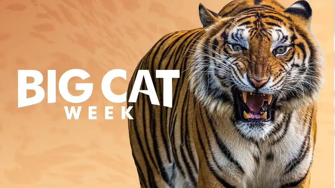 Big Cat Diary