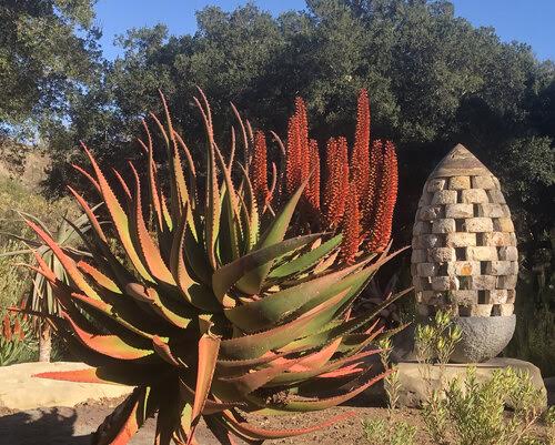 A huge succulent next to a work of art in an Ojai garden