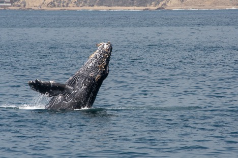 A whale coming up out of the ocean