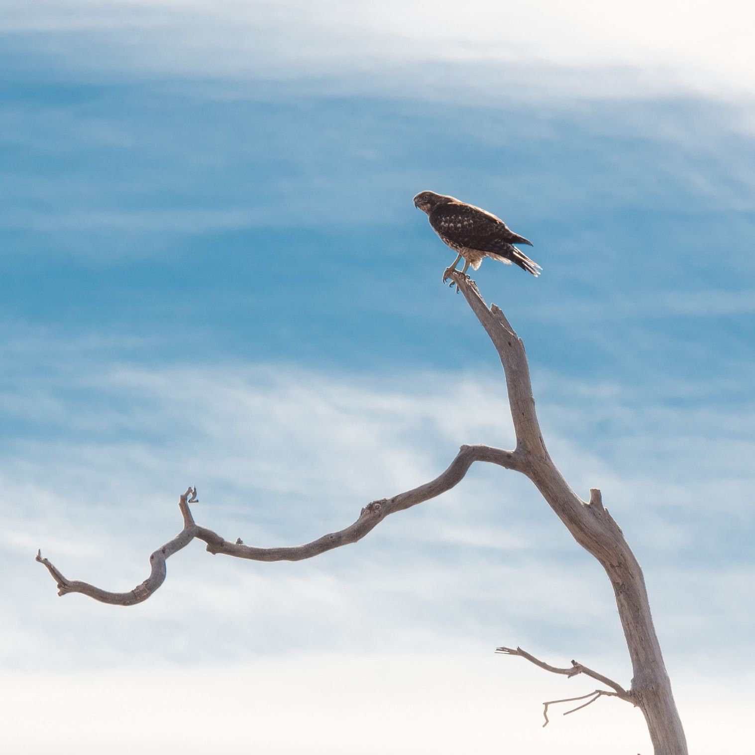 A hawk on a tree branch against a blue sky.