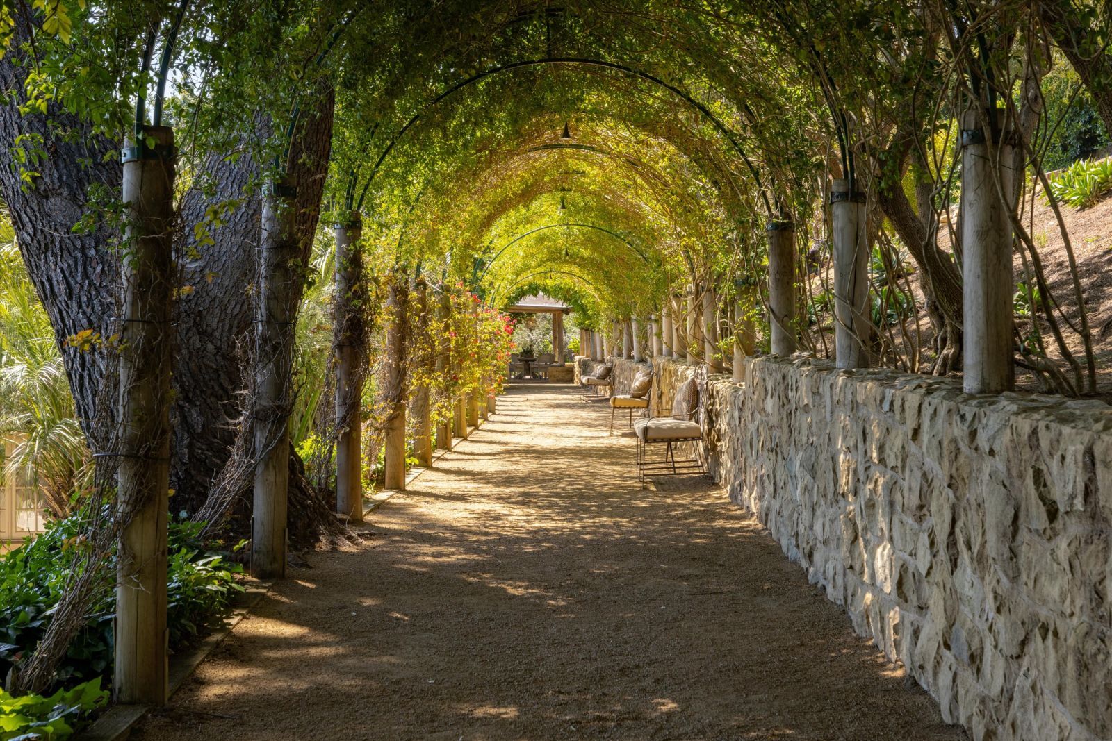 A plant covered walkway