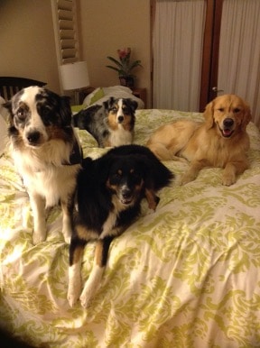 4 big dogs on a bed