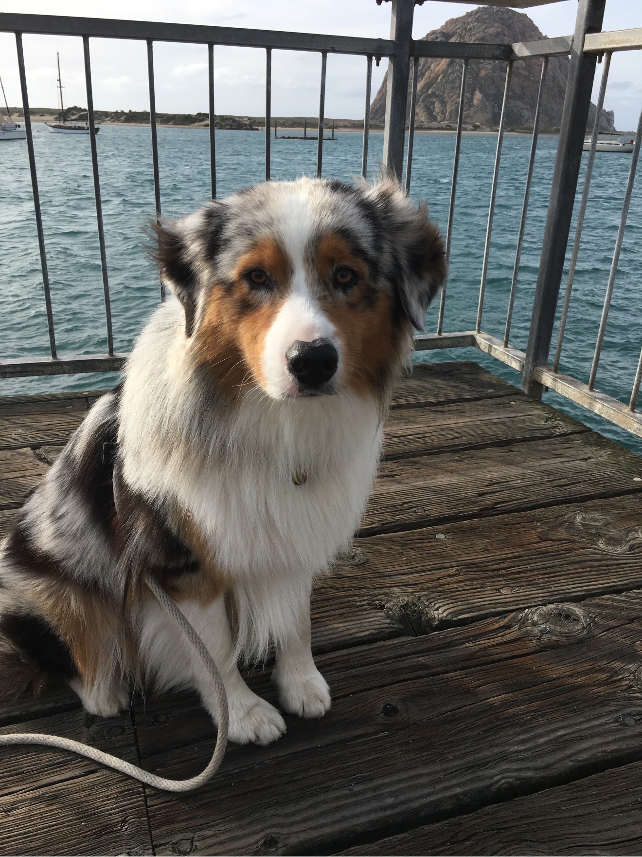 Australian shepherd posing for his vacation picture in Morro Bay with the Morro Rock in the background