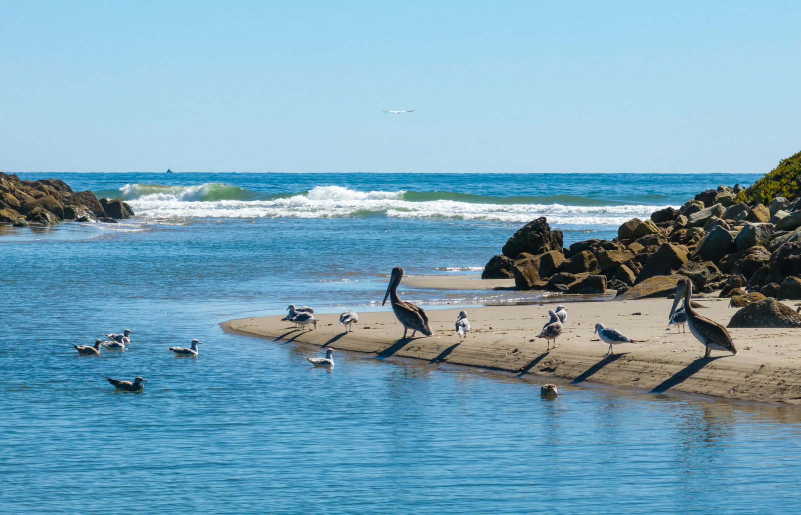 Pelicans and seagulls gather along a sandy inlet where calm water meets the Pacific Ocean, with gentle waves, rocky jetties, and a clear blue sky creating a peaceful Santa Barbara coastal scene.