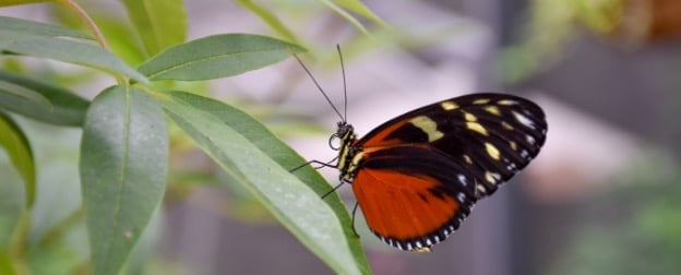 A beautiful butterfly on a green leaf