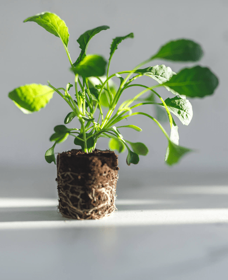 A sample FARMSTAND from Lettuce Grow
