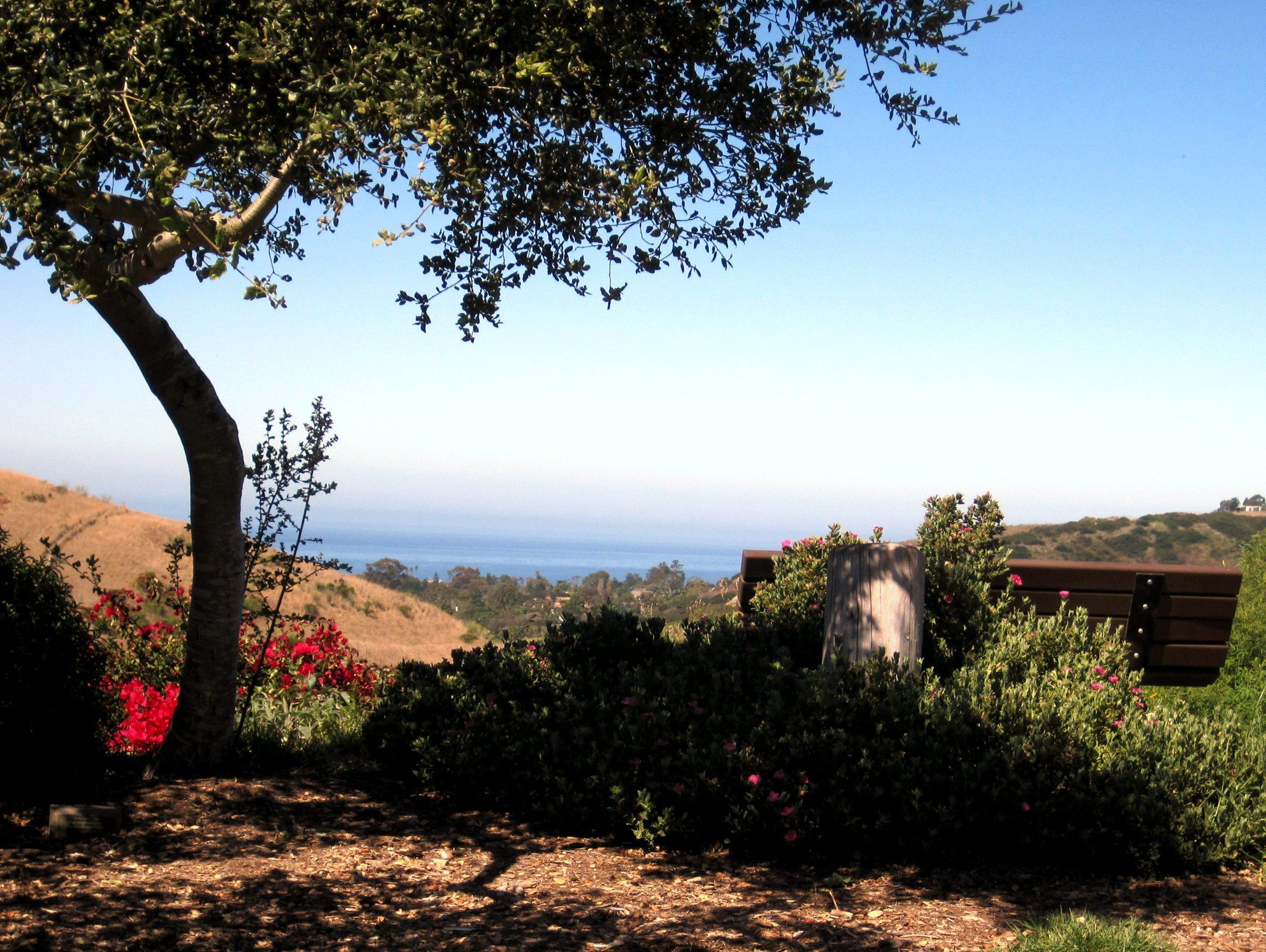 Santa Barbara's Elings Park with a tree in the foreground and the ocean in the background