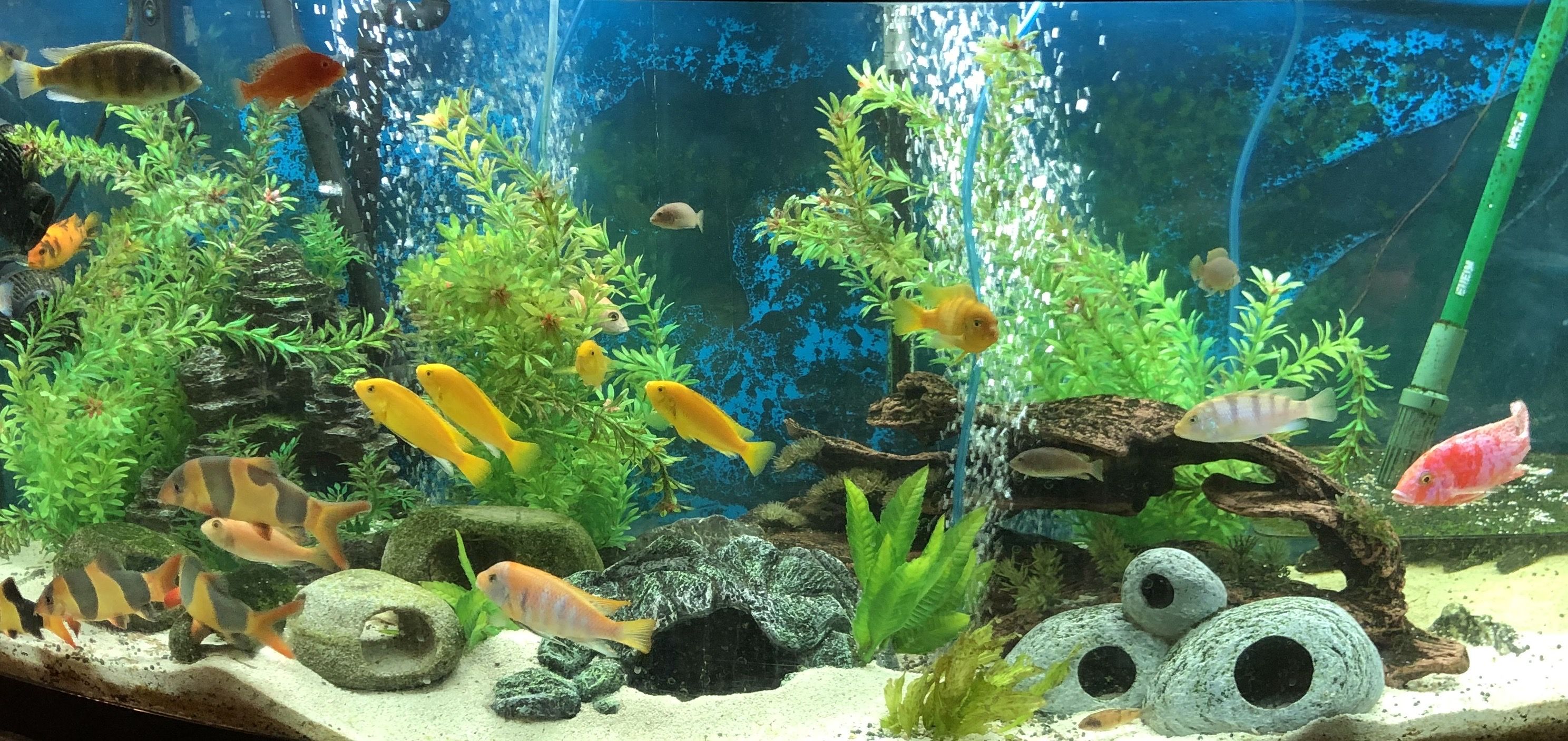 Aquarium Decorations Heart - Fish Tank Decorations Cichlids Fish