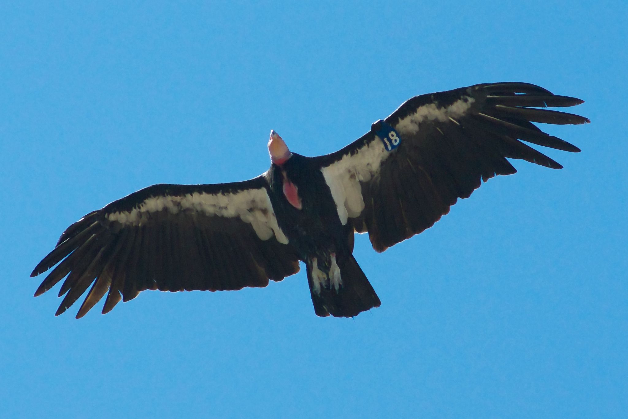 A California Condor with its wings spread, sailing against a blue sky.