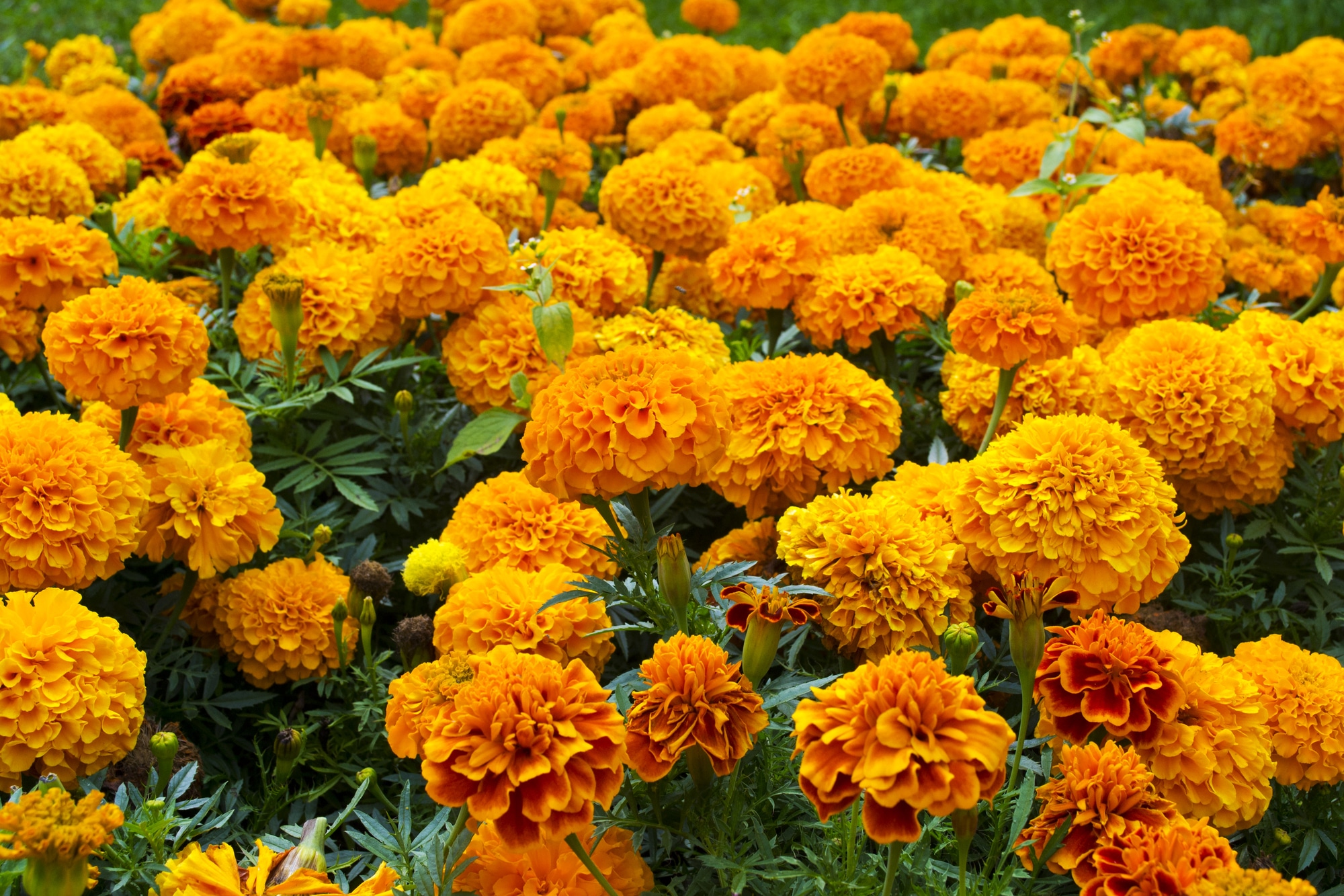 Flowerbed of orange marigolds