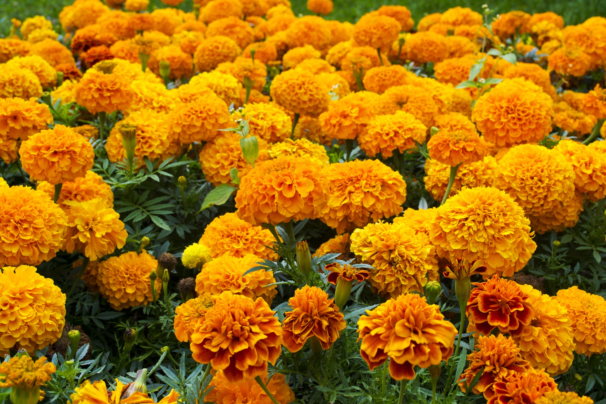 Календула, бархатцы Garden Marigold