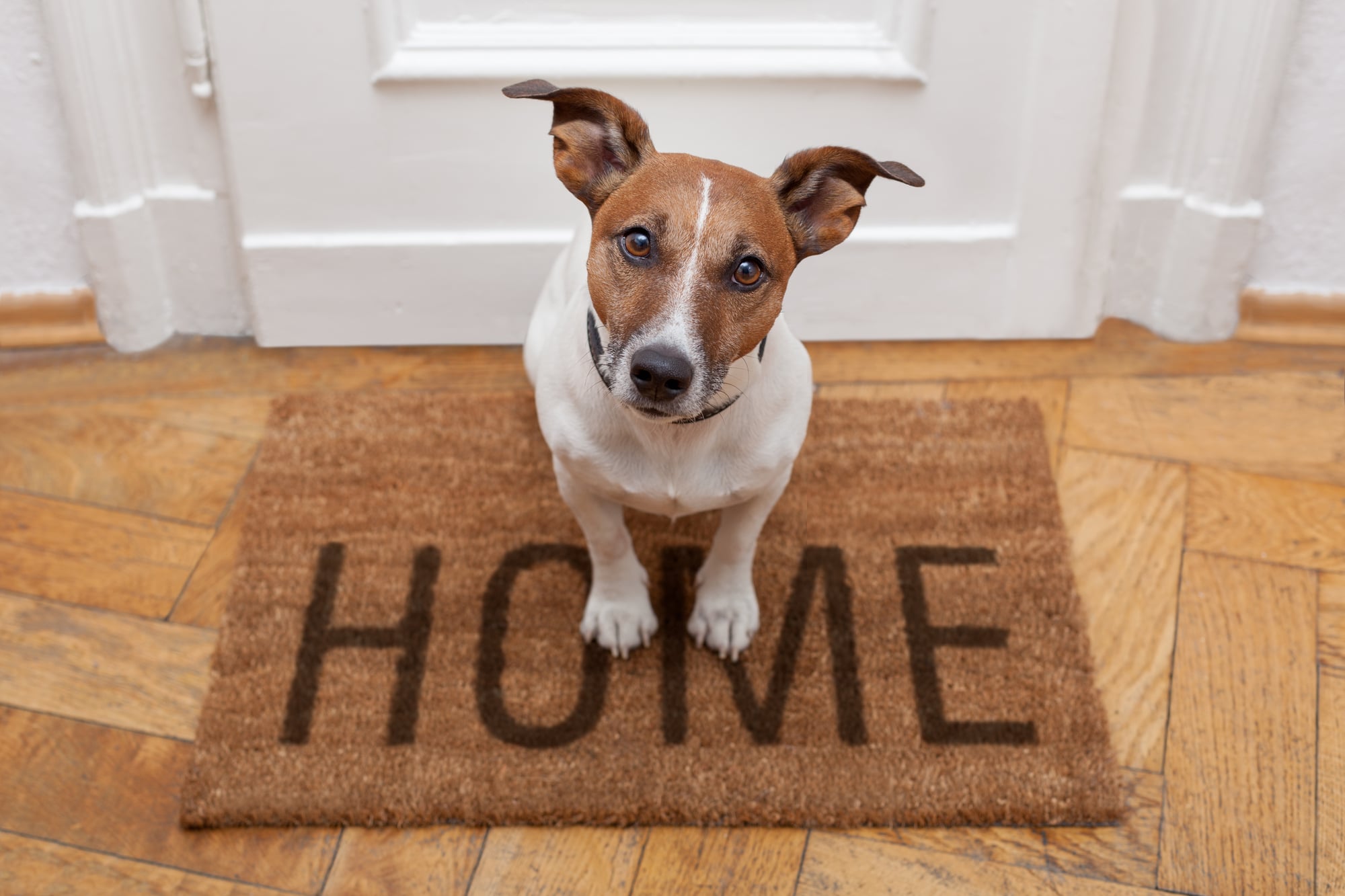 dog standing on brown mat at front door with the word home