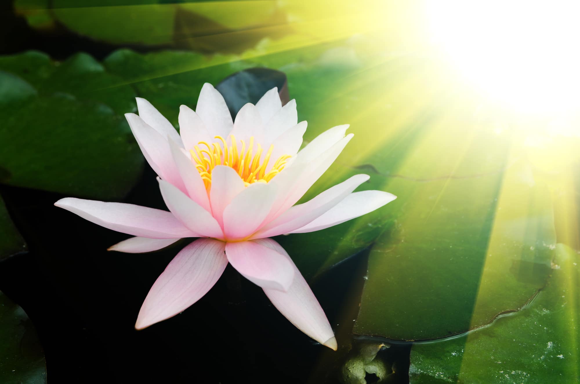 Lotus Flower close up with sun beaming down