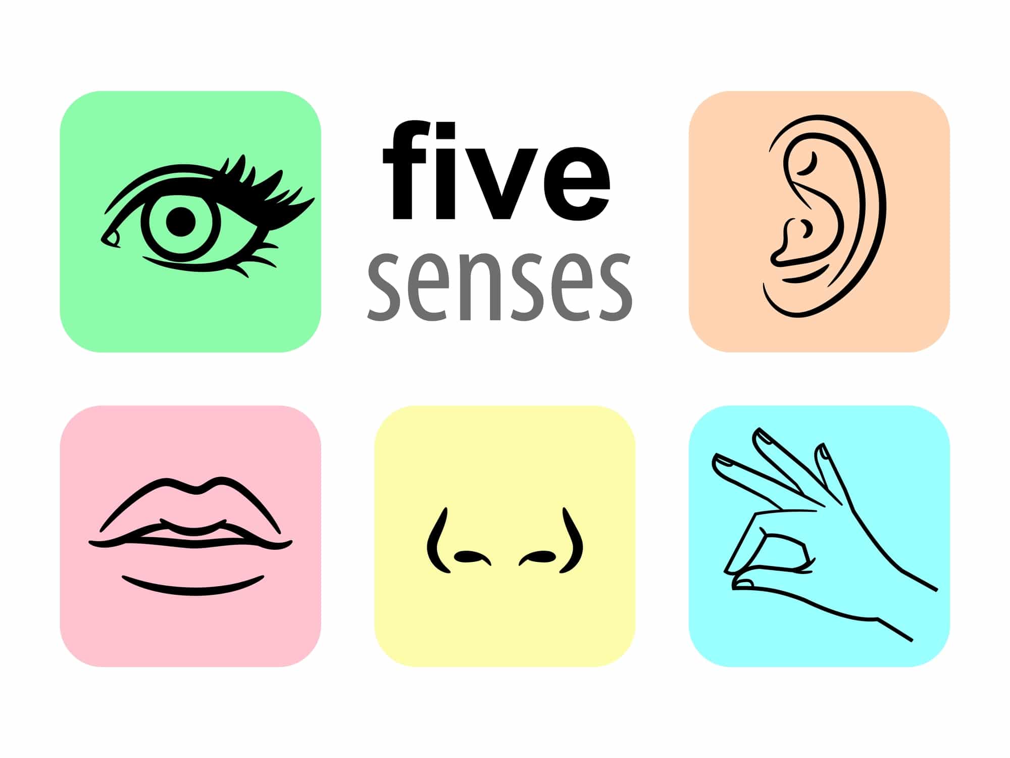 Senses icons. Five human illustrative senses vector illustration, taste and smell or nose sights, touch or sensory and sight or eye icons, hear or listen modern line pictograms