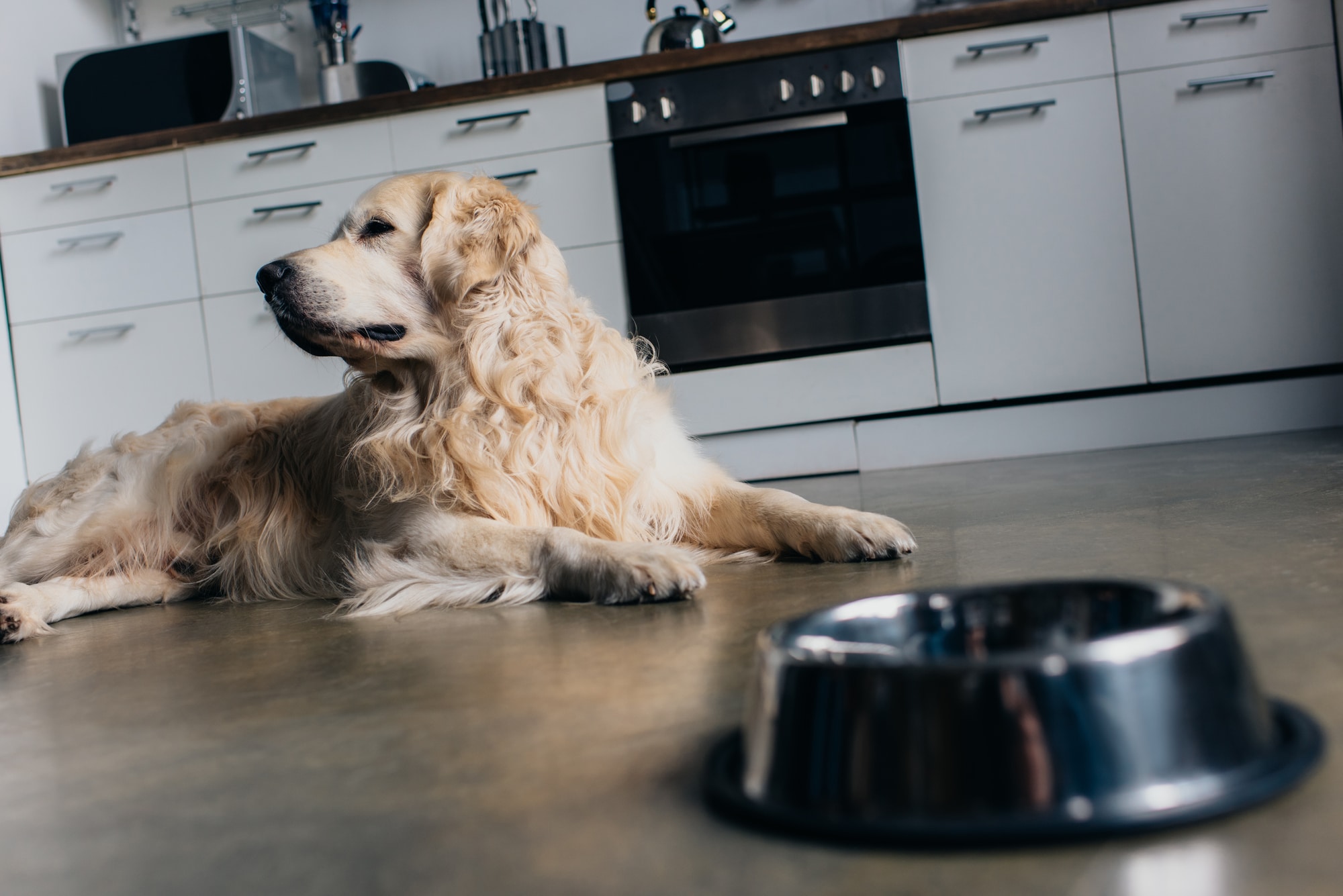 Golden retriever laying on kitchen floor with dog bowl in front of him waiting to be fed