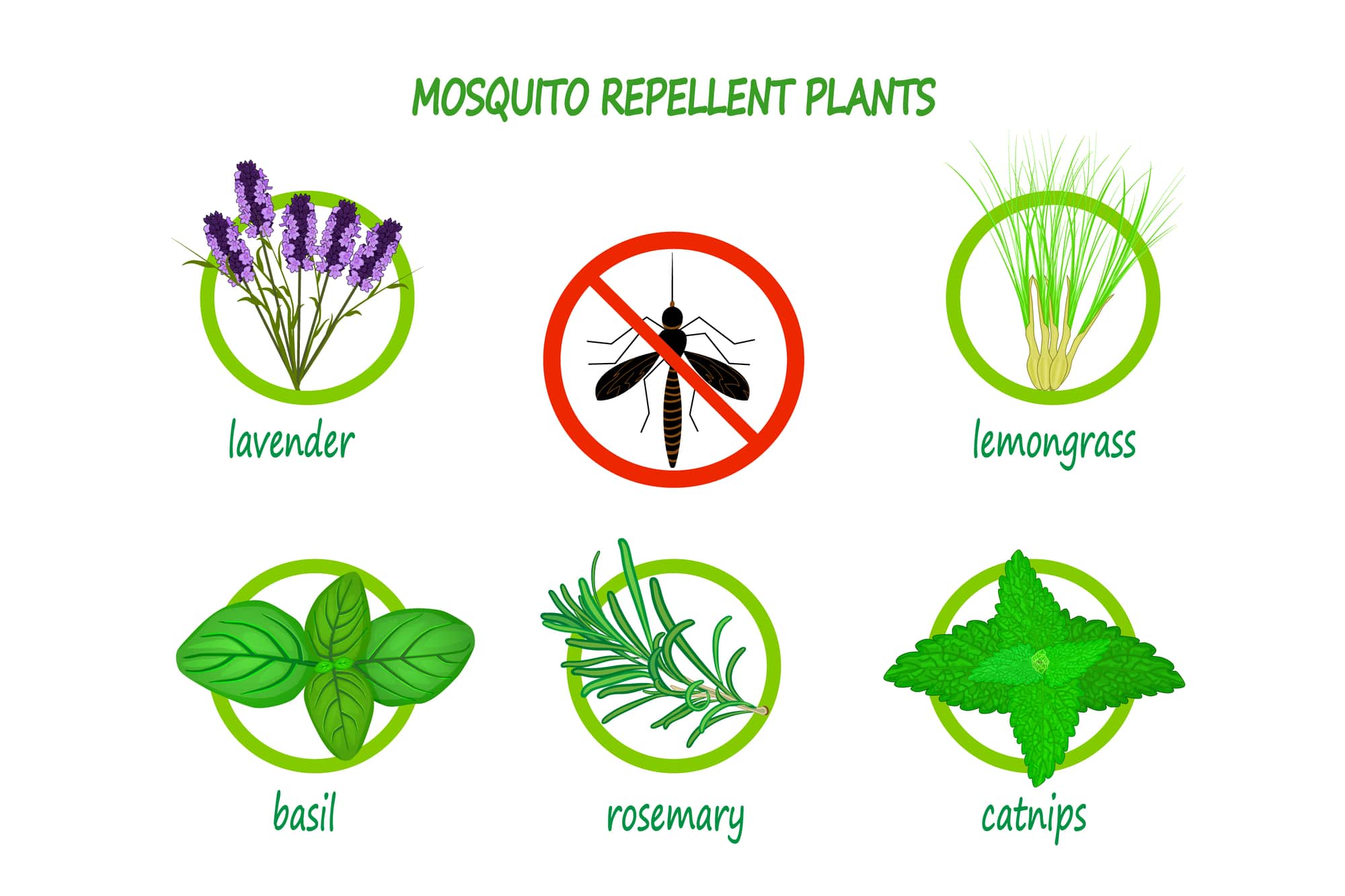 Mosquito repellent plants infographic isolated on white background.   Plants to use as a natural mosquito repellent. Lavender, citronella, basil, rosemary and catnip. Stock vector illustration.