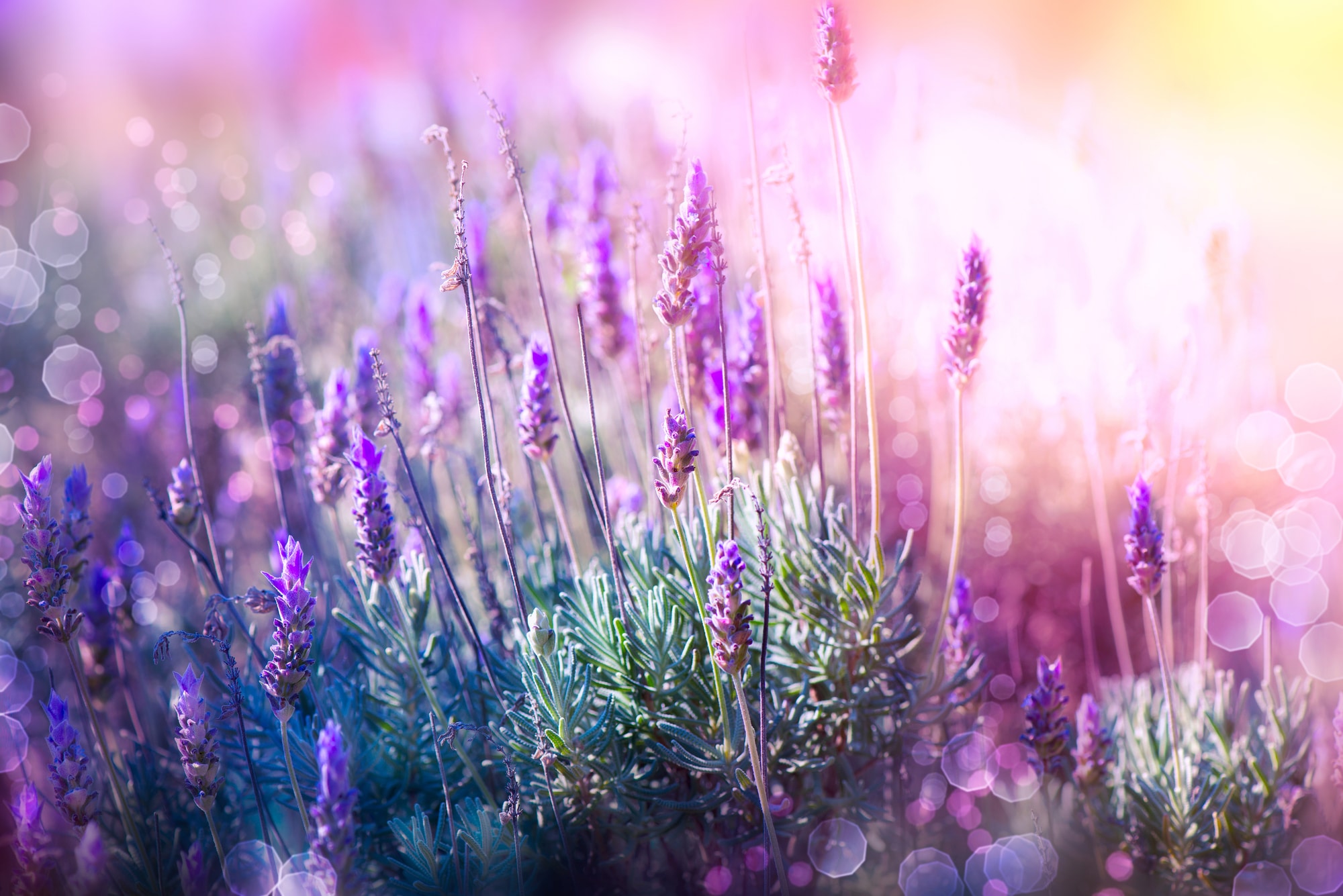 Lavender Flowers Field. Growing and Blooming Lavender