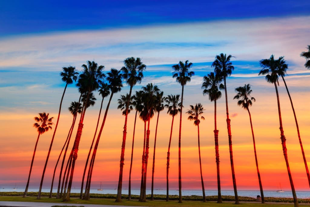 California sunset Palm tree rows in Santa Barbara US