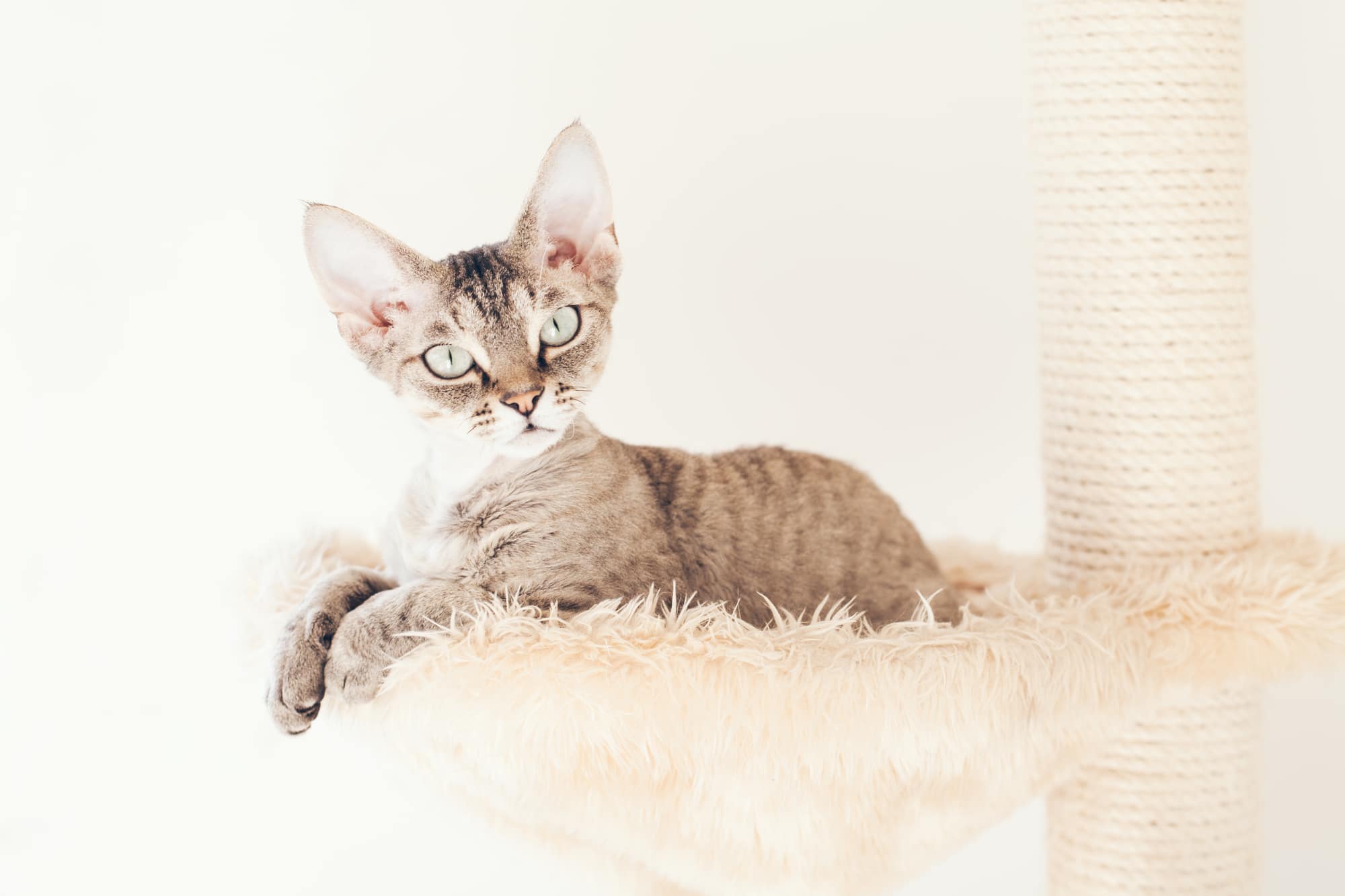 Devon Rex kitty is using cat’s favorite nap and play spot on platform scratching post  - plush hammock. Cat is lounging inside its nest.