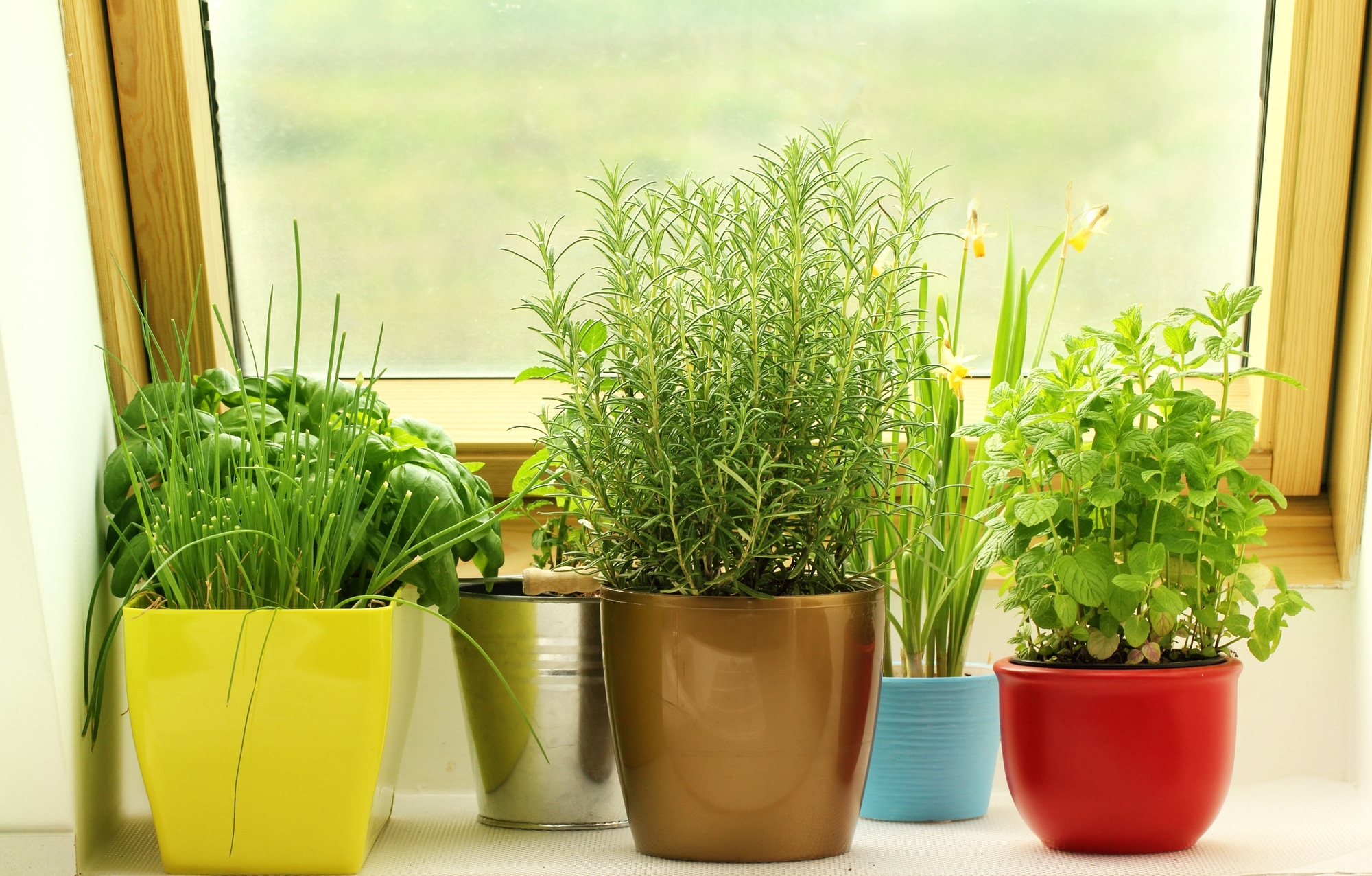 herbs growing on a kitchen window