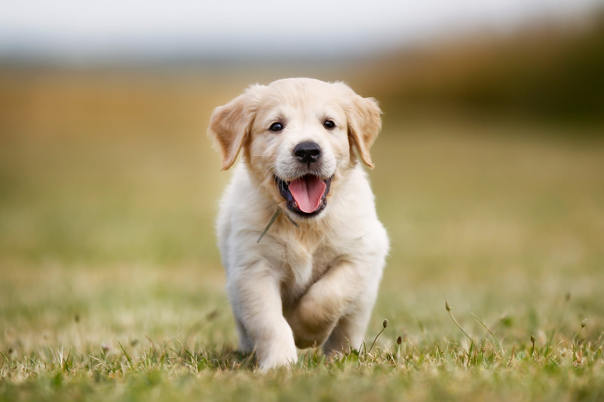 Seven week old golden retriever puppy outdoors on a sunny day.