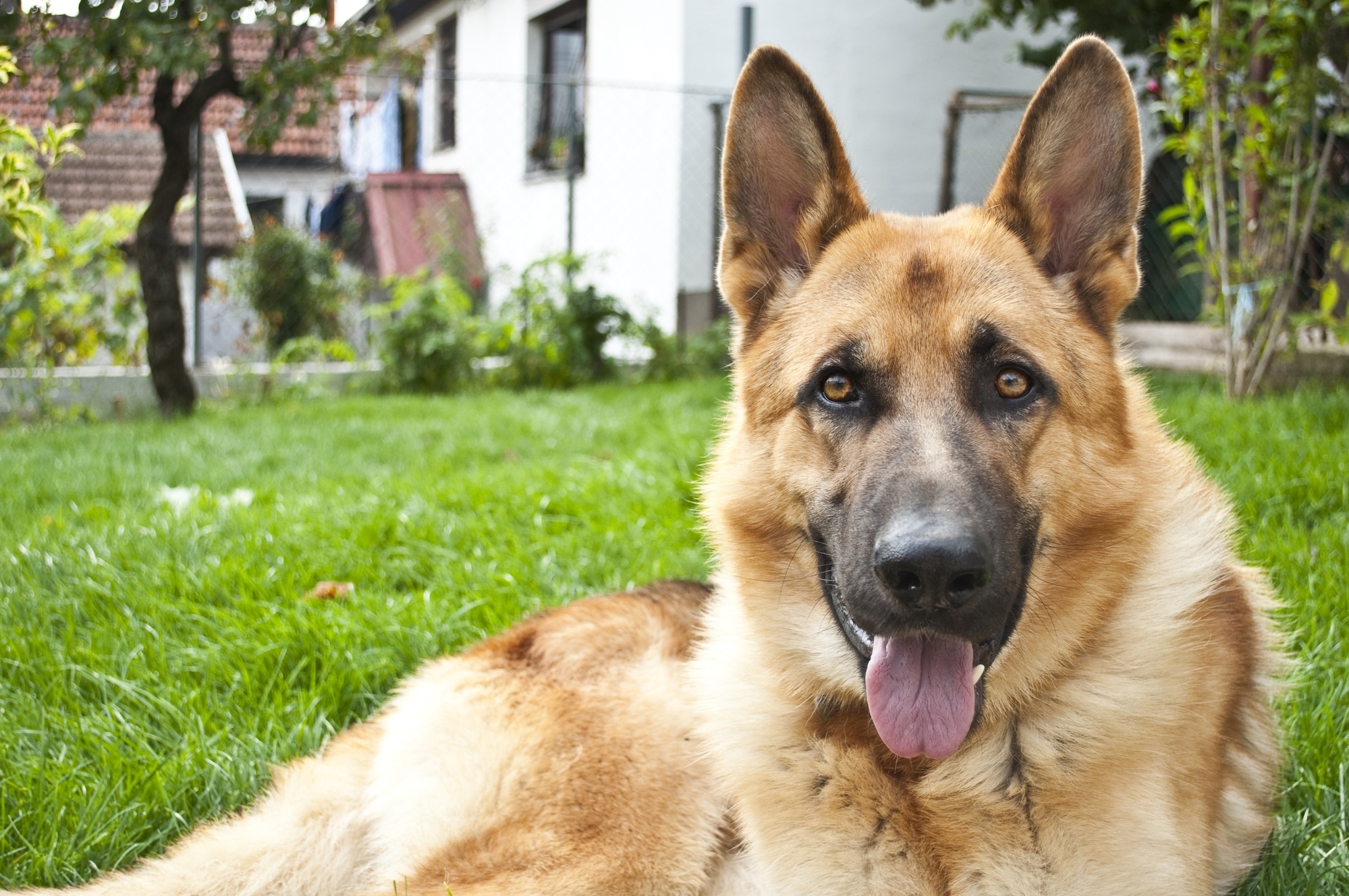 German Shepherd dog, a good choice for security dog