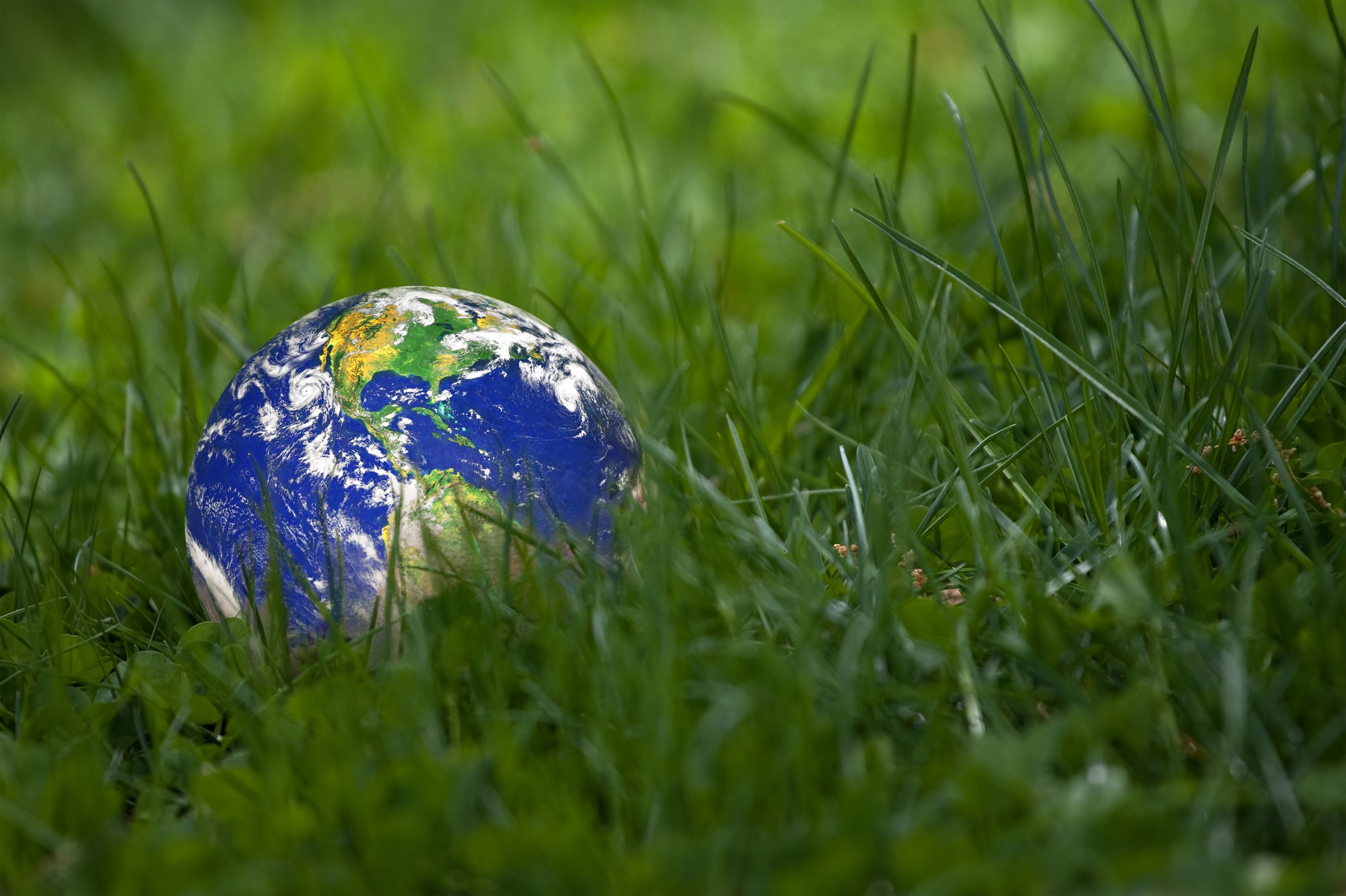 Conceptual image of the earth laying in the tall green grass.  Shallow depth of field.  Earth image courtesy of NASA.