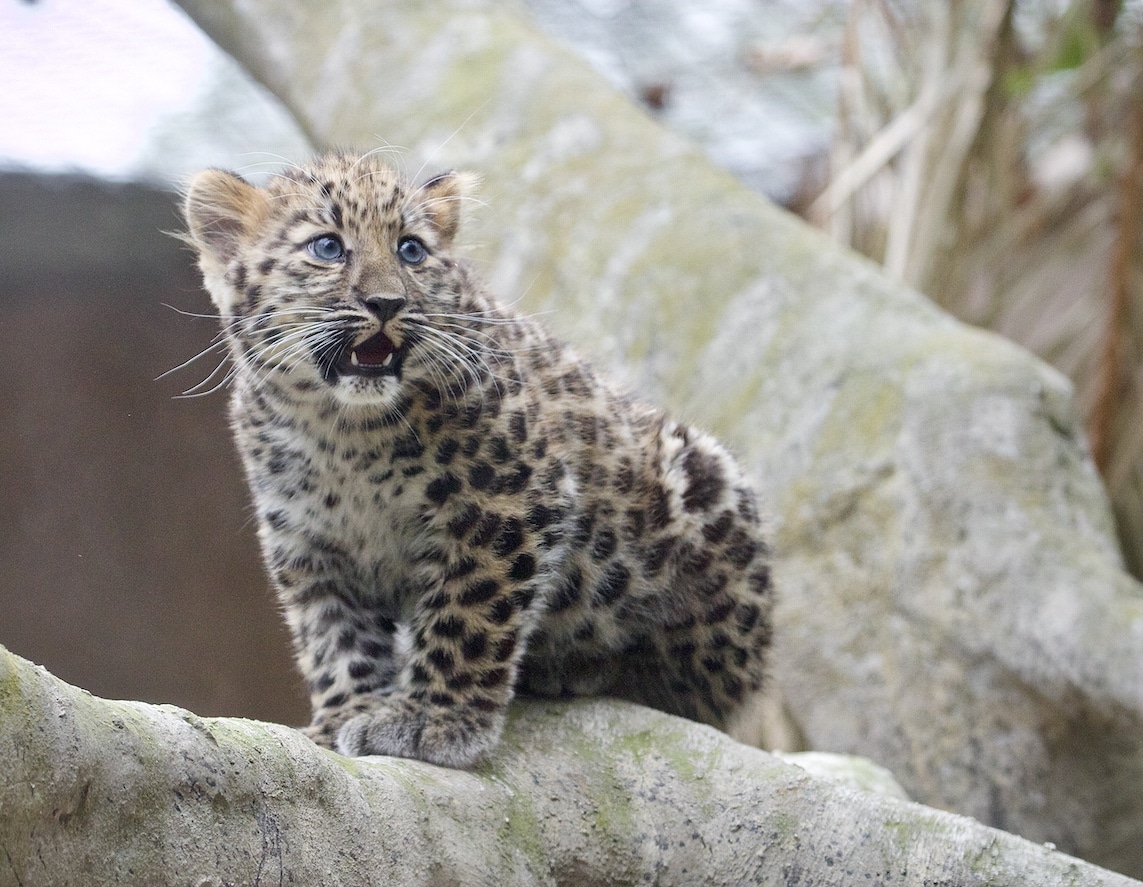 Marta, the baby Amur leopard born in captivity in her natural habitat at the SB Zoo 