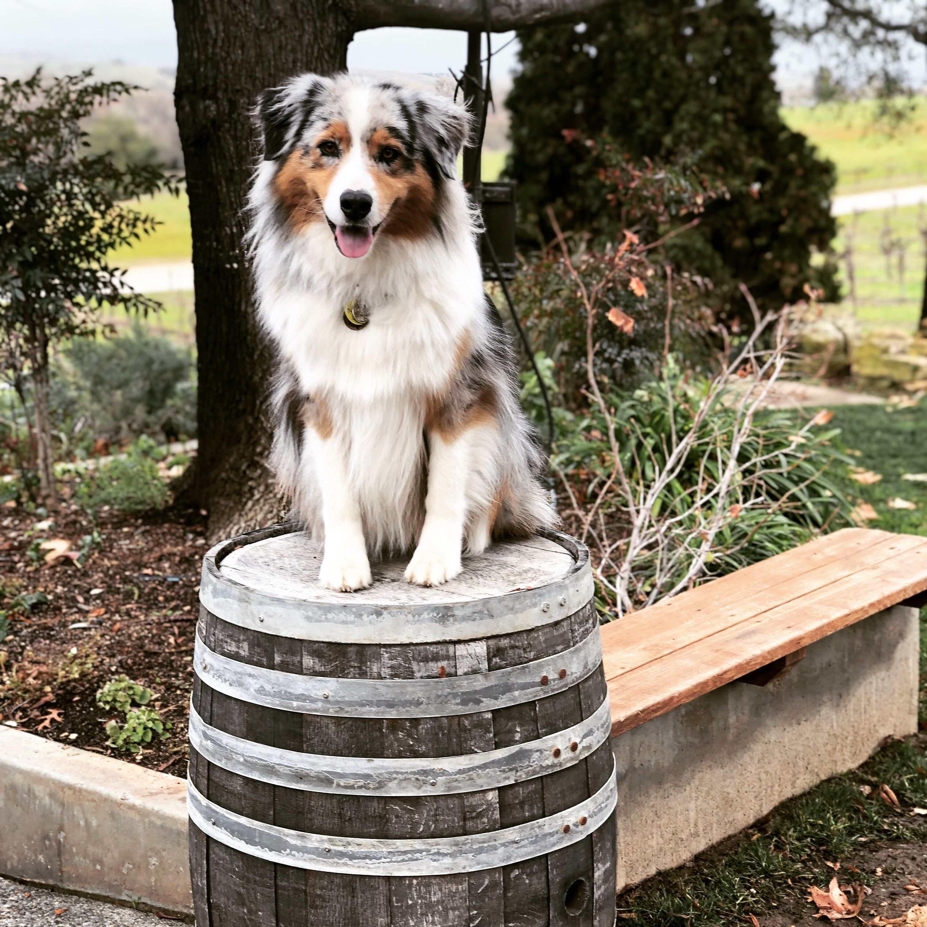 A handsome Australian Shepherd dog sitting on a wine barrel in a garden