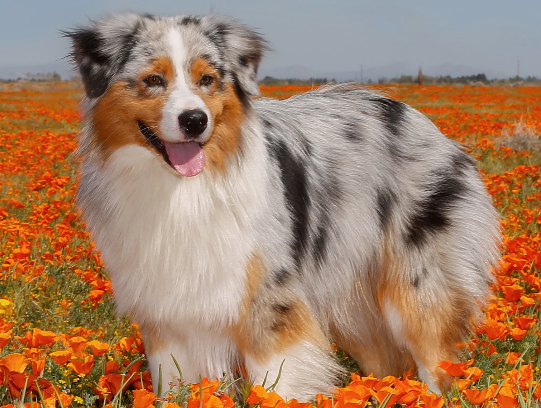 Beautiful Puppy in the poppies