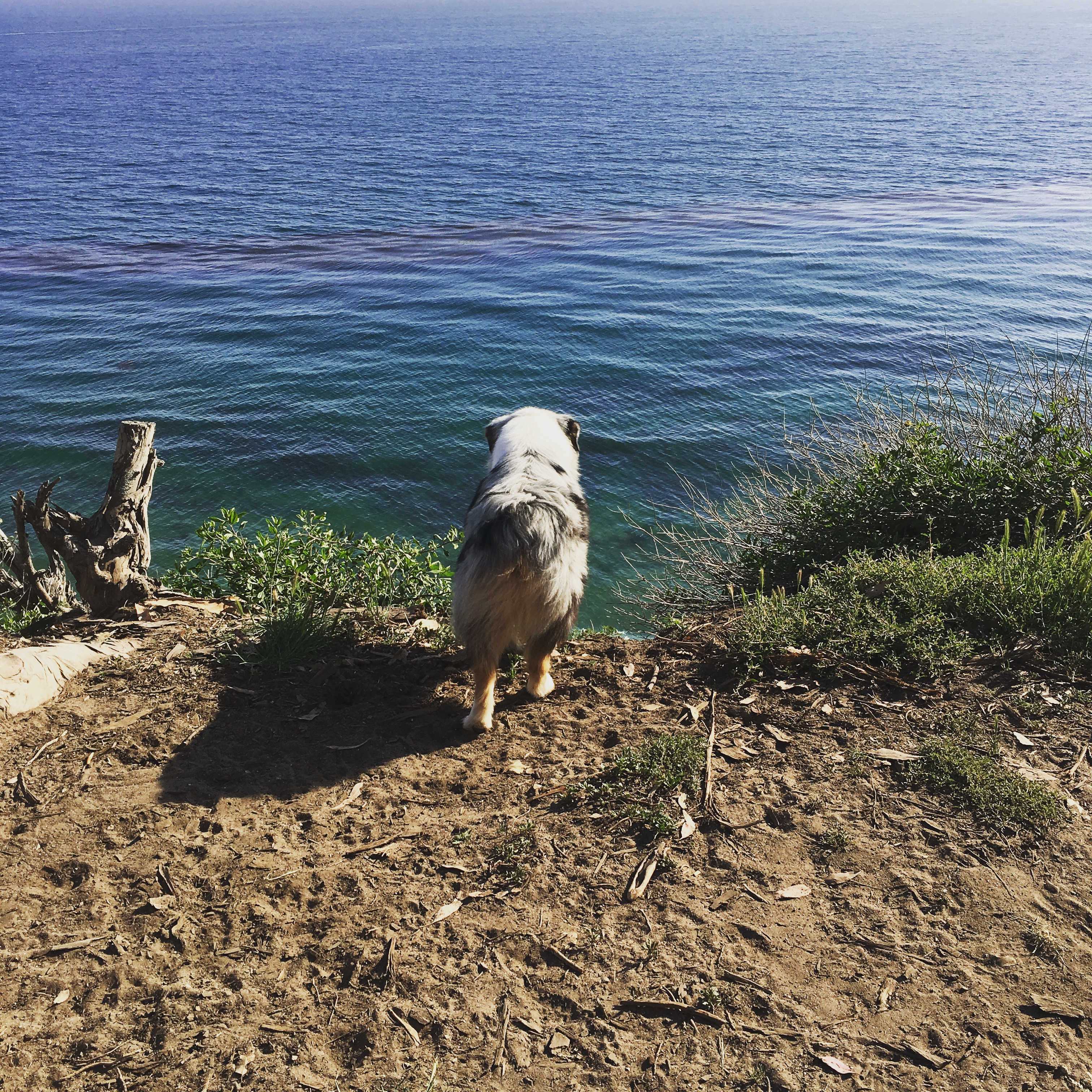 Blue merle Australian Shepherd standing at the edge of a coastal bluff, gazing out over the calm Pacific Ocean, with rugged shoreline vegetation and sparkling blue water creating a peaceful Santa Barbara coastal scene.