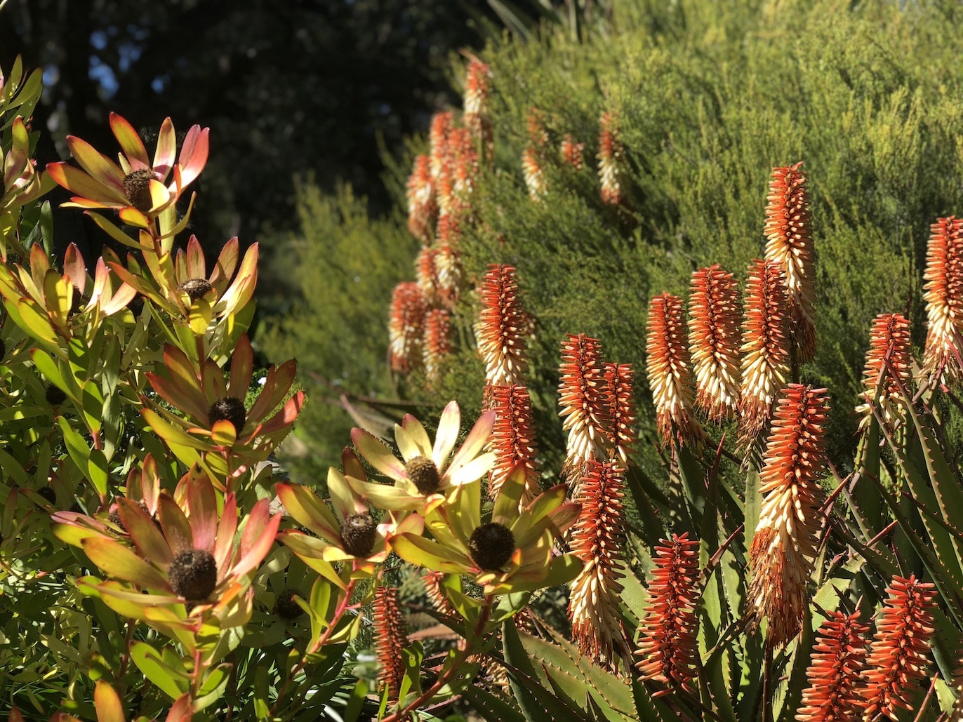 Flowers in bloom at the Taft Gardens from succulents
