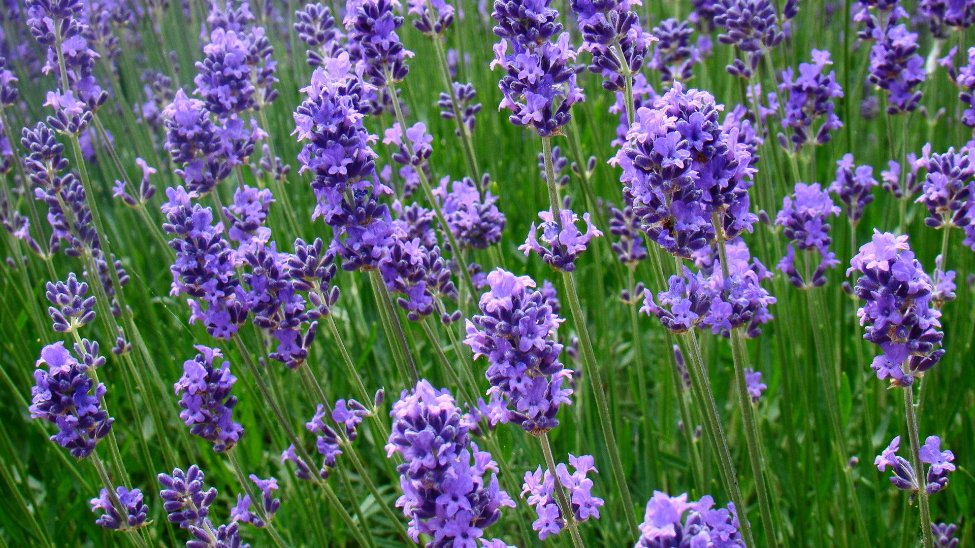A tight shot of blooming lavender