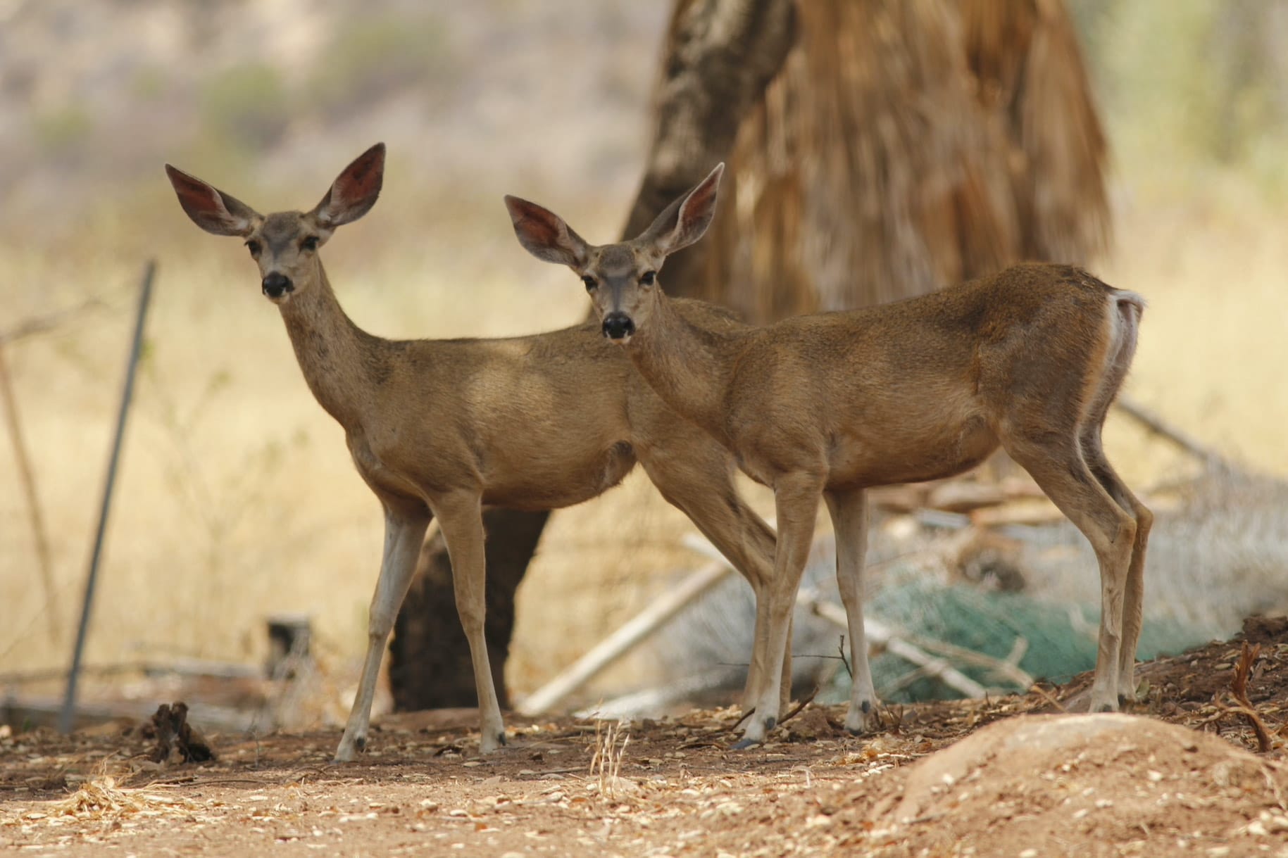 Two deer in tan Ojai nature preserve