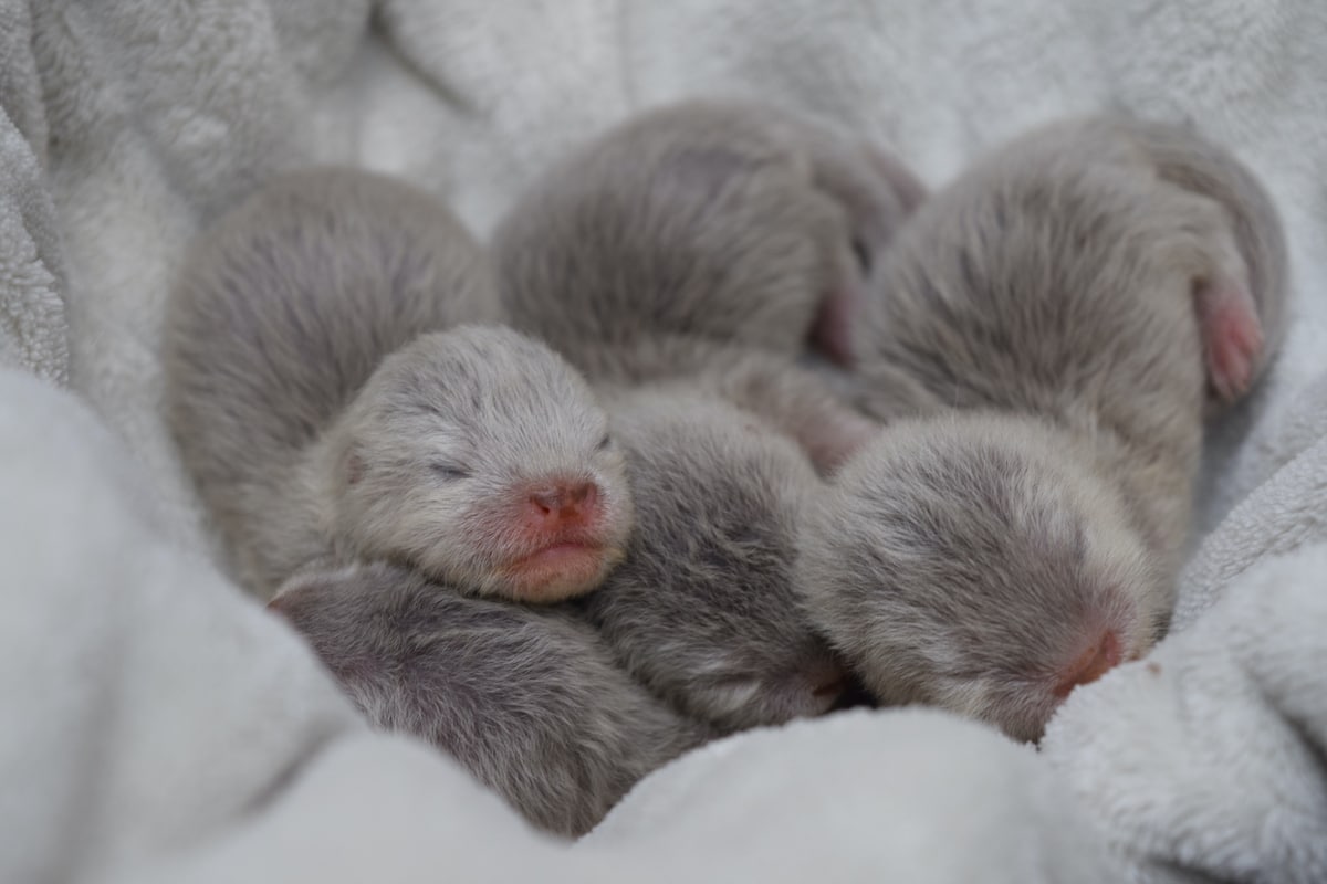 Otter pups born at the Santa Barbara Zoo