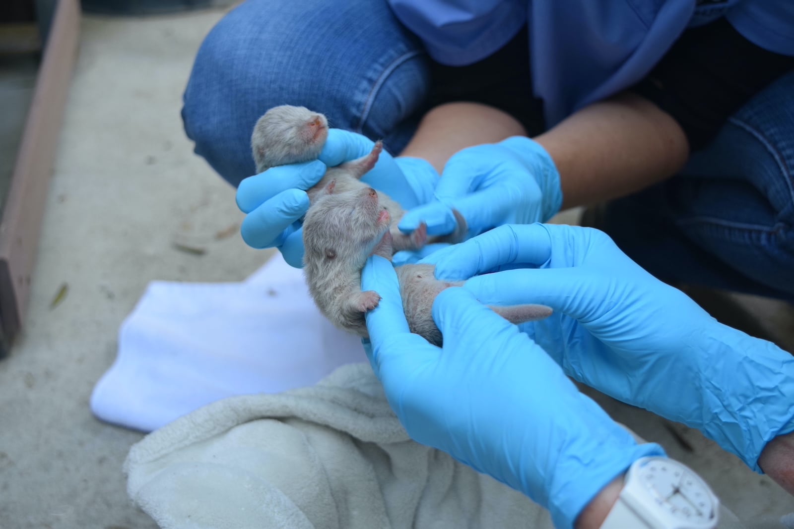 Blue gloved hands holding two baby otter pups