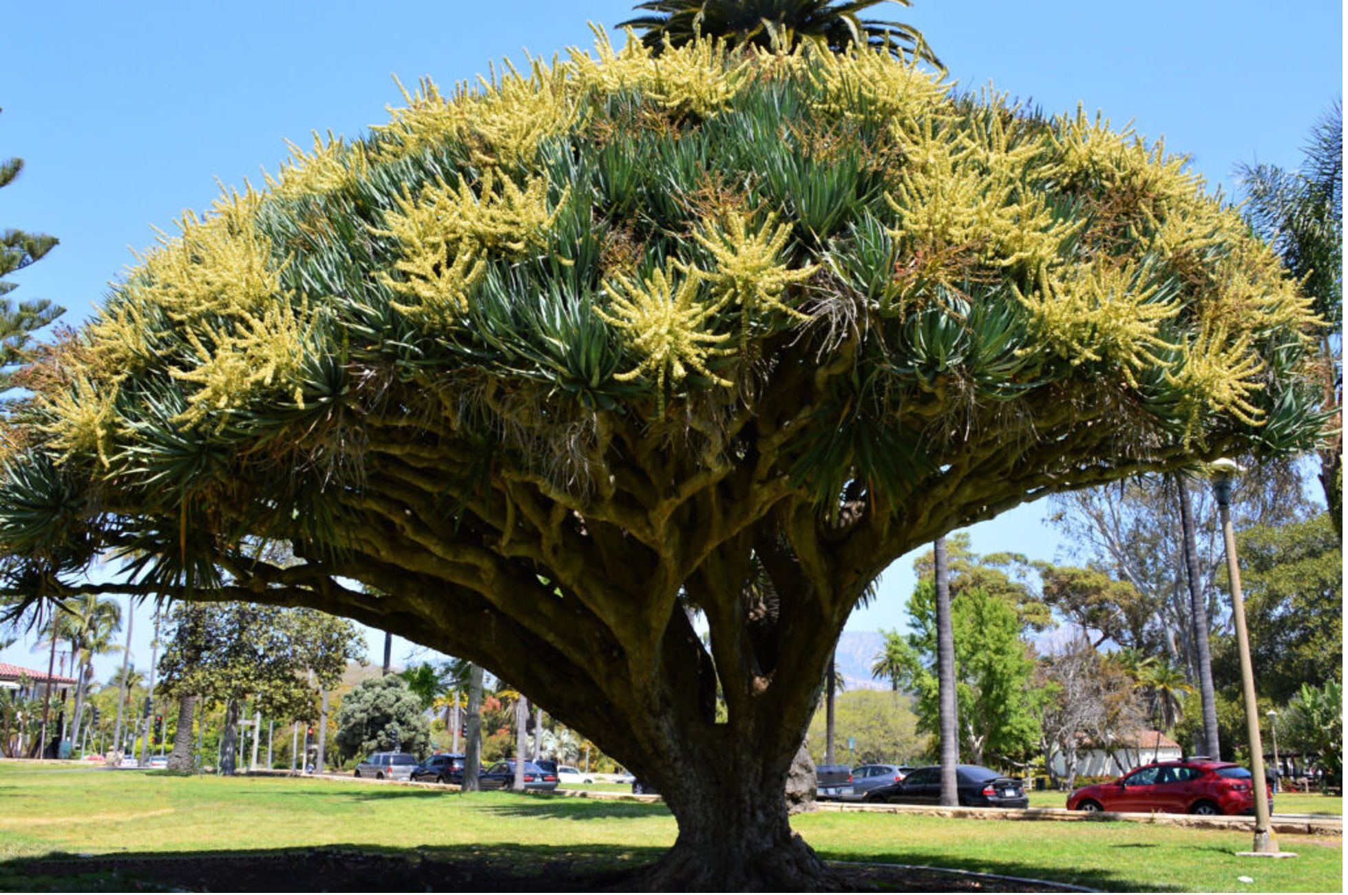 A beautiful tree with starburst yellow blossoms at a park