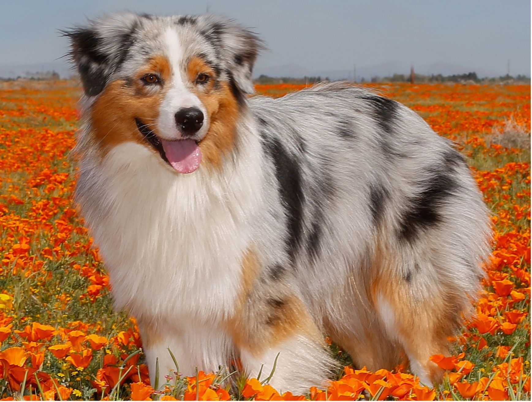 A handsome blue merle Australian shepherd standing in w field of poppies.